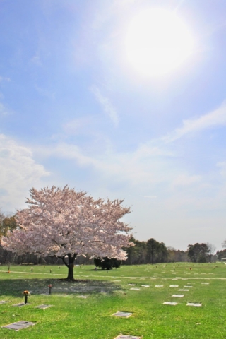 Cherry Blossom with Sun at Pinelawn Memorial Park And Arboretum