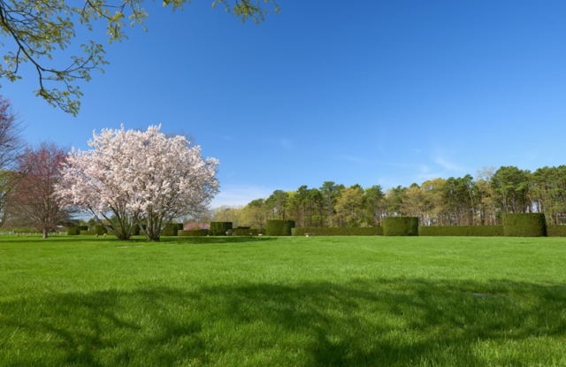 Cherry Blossom with Green Grass at Pinelawn Memorial Park And Arboretum