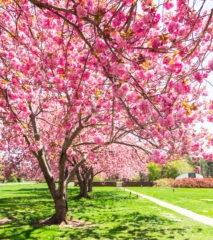 Cherry Blossoms