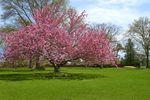 Cherry Blossom at Pinelawn Memorial Park And Arboretum Front Office