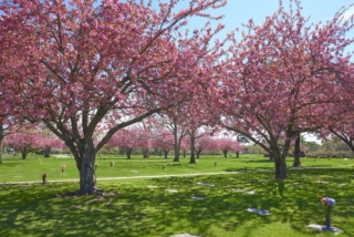 Garden of Psalms Cherry Blossoms on Pinelawn Cemetery Grounds