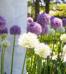 Flowers in The Garden of Remembrance at Pinelawn Memorial Park And Arboretum
