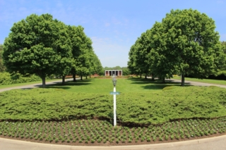 Louis Natalie Mall Trees in Pinelawn Cemetery