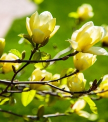 Magnolia Tree