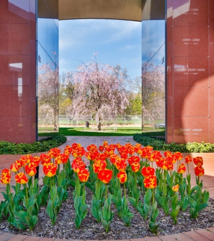 Tulips in Mausoleum Complex III