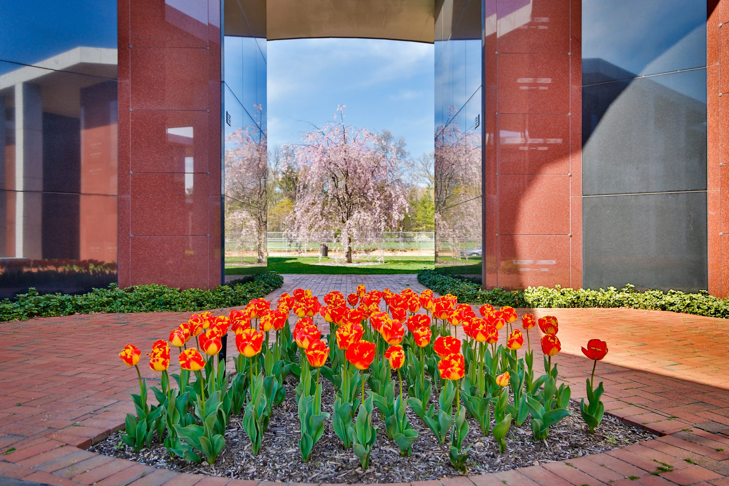 Tulips in Mausoleum Complex III
