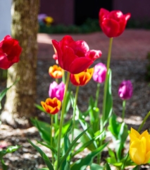Mausoleum Tulips