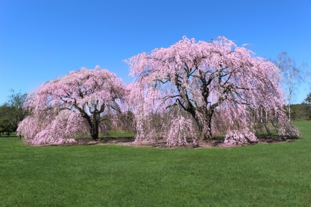 Cherry Blossoms in Oak Division at Pinelawn Memorial Park And Arboretum