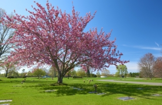 Pinelawn West Fountain Garden with Cherry Blossom on West Fountain Drive