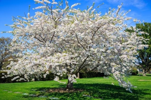 Pinelawn Memorial Park And Arboretum White Cherry Blossom
