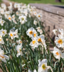 Pool of Herons Daffodils
