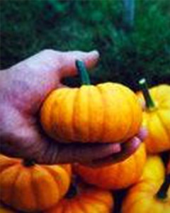 Fall Pumpkin Decoration Guidelines
