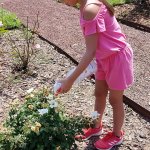 Girl placing ladybugs on rose bush