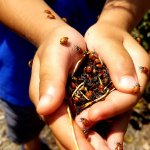 closeup of handful of ladybugs