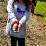 young girl holding a bunch of ladybugs