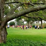 Large shady tree with people doing yoga in the background