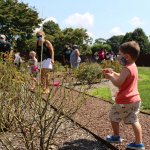 child holding ladybugs in the garden