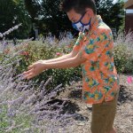 boy placing handful of ladybugs on plants