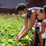 family placing handful of ladybugs on green leaves