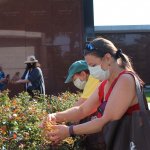 woman placing ladybugs on green plant