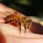 up close honey bee