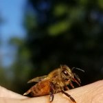up close honey bee on hand