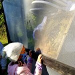 child looking at honey bees behind a screen