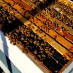 honey bees in hive