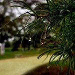 up close of a tree with water droplets