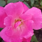 up close of a pink flower