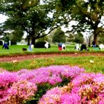 up close of pink flowers with people doing yoga in the background