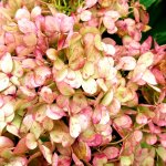 up close of flower petals