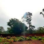 garden landscape with trees