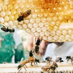 Honey bees on honey comb