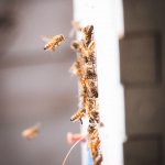 honey bees in bee hive