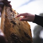 pointing to honey bees on honey comb