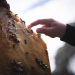 hand touching honey comb with honey bees