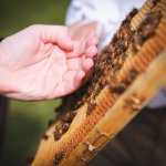 hand touching honey comb
