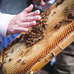hand hovering above honey comb with bees
