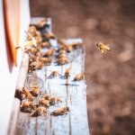 honey bees near bee hive