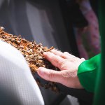 hand touching bees on honey comb