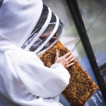 bee keeper touching bees on honey comb