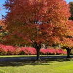 Fall foliage tree with red leaves