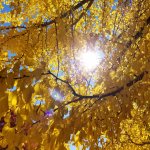 Fall tree with yellow leaves