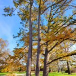 large tree with fall colors