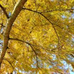 tree with yellow leaves up close