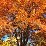 large tree with orange leaves