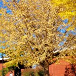 people looking at yellow leaves on a tree