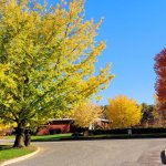 road with fall foliage trees