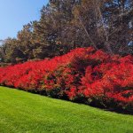 red plans with green grass